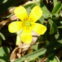 Oxalis corniculata L.